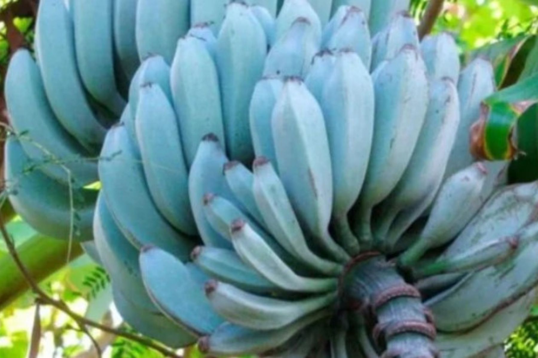 Adeus, banana-nanica: fruta de casca azul e textura cremosa tem sabor de baunilha