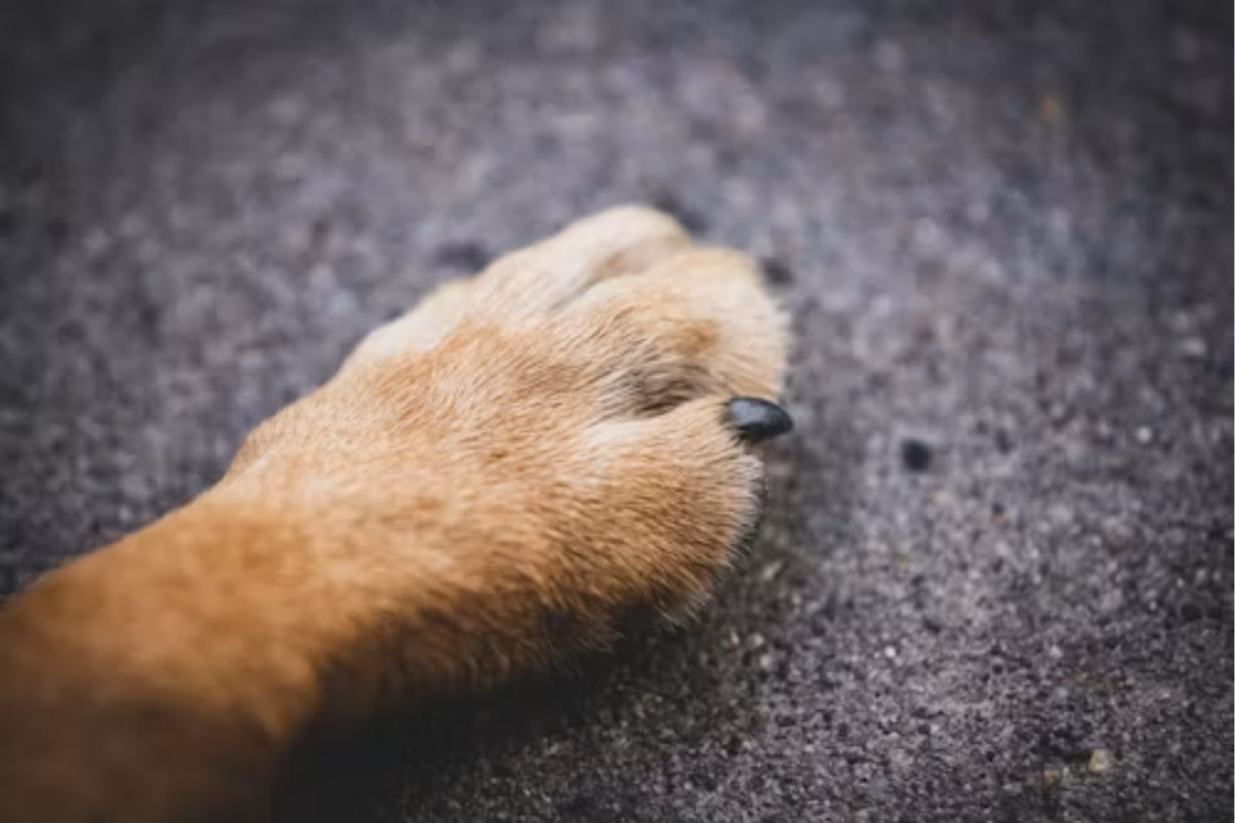 Veterinário é condenado por morte de cão anos depois de cirurgia de castração