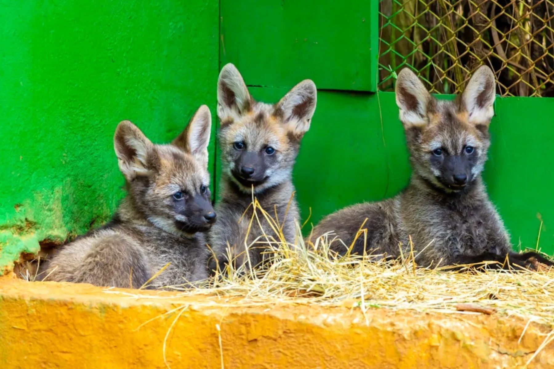 Votação define nome de filhotes de lobo-guará do Zoo de SP; veja quais são