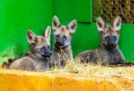 Votação define nome de filhotes de lobo-guará do Zoo de SP; veja quais são