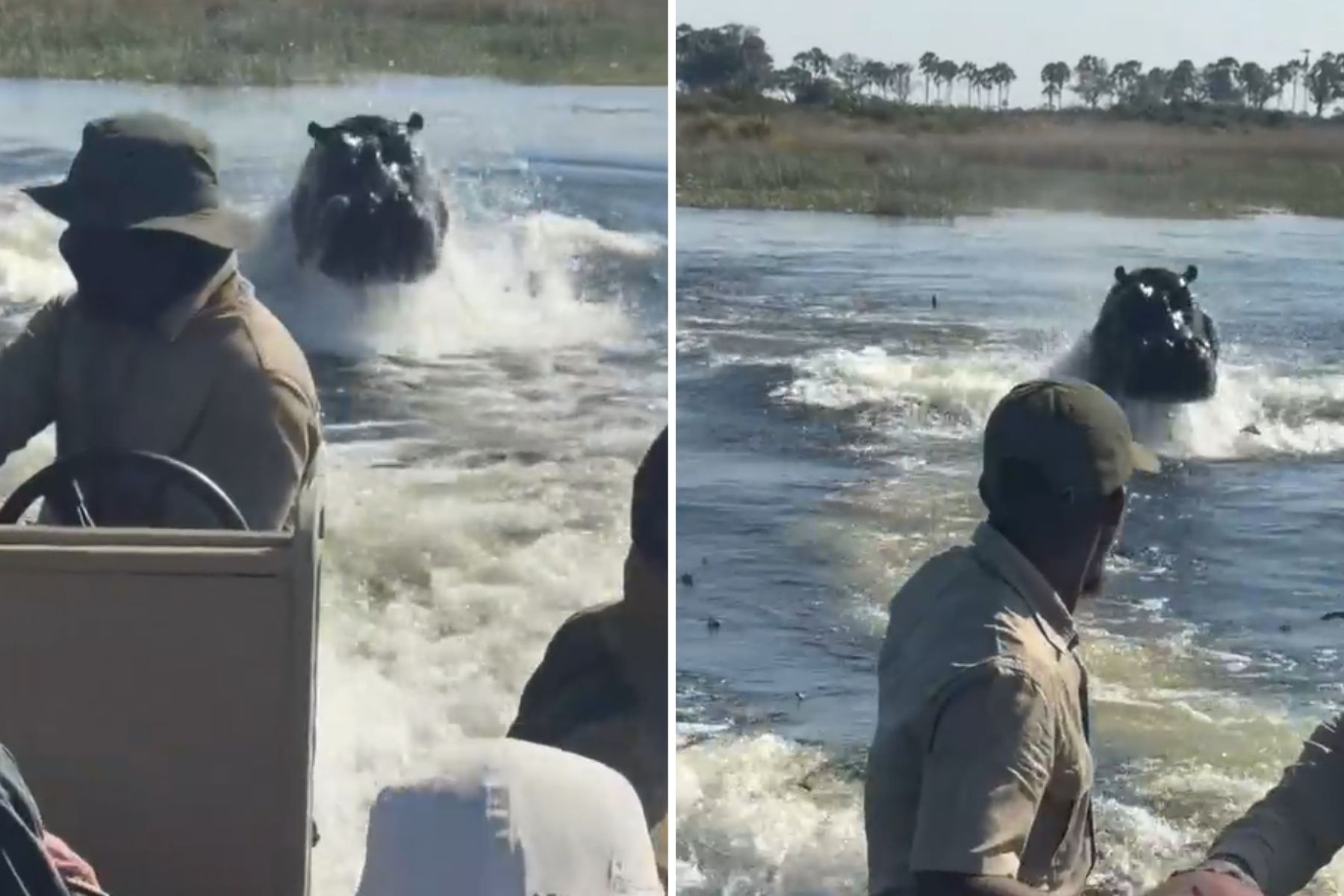 Vídeo: hipopótamo persegue barco turístico em rio em Botsuana