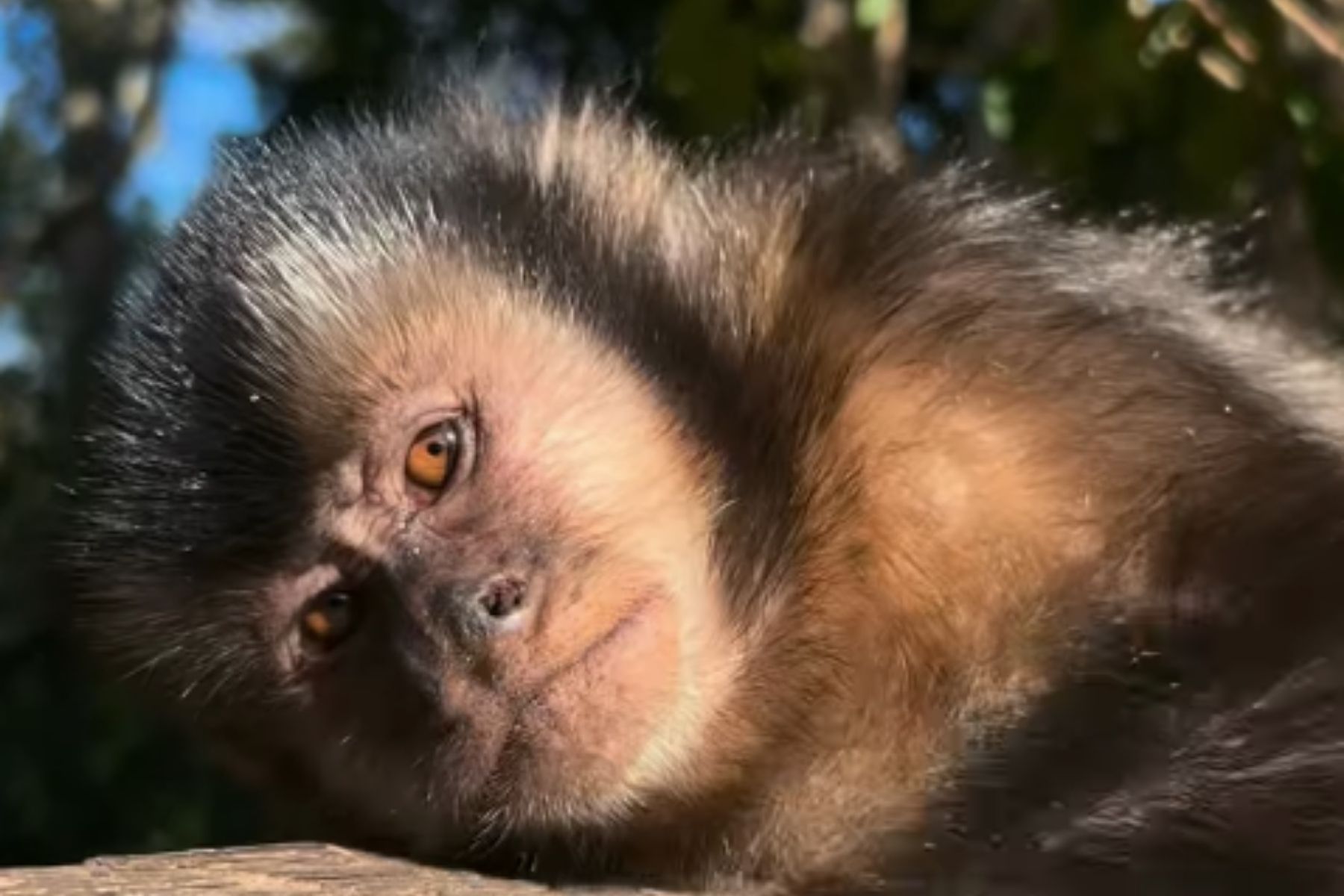 Macaco-prego é agredido por visitante em parque de Santa Catarina; suspeito é identificado