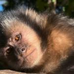 Macaco-prego é agredido por visitante em parque de Santa Catarina; suspeito é identificado