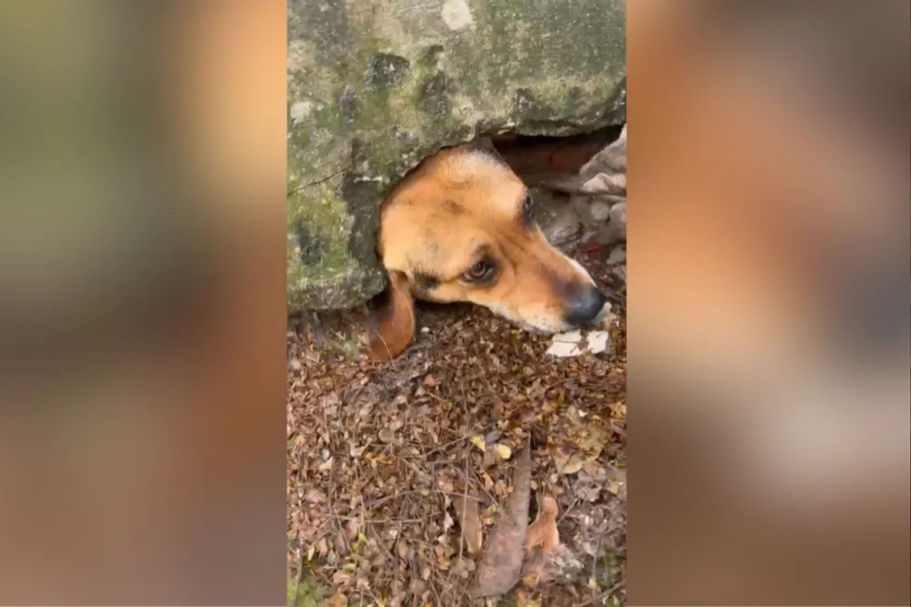 Cachorro fica com a cabeça entalada em muro ao tentar alcançar pudim na rua; vídeo