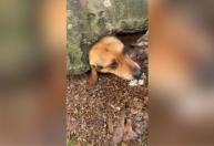Cachorro fica com a cabeça entalada em muro ao tentar alcançar pudim na rua; vídeo