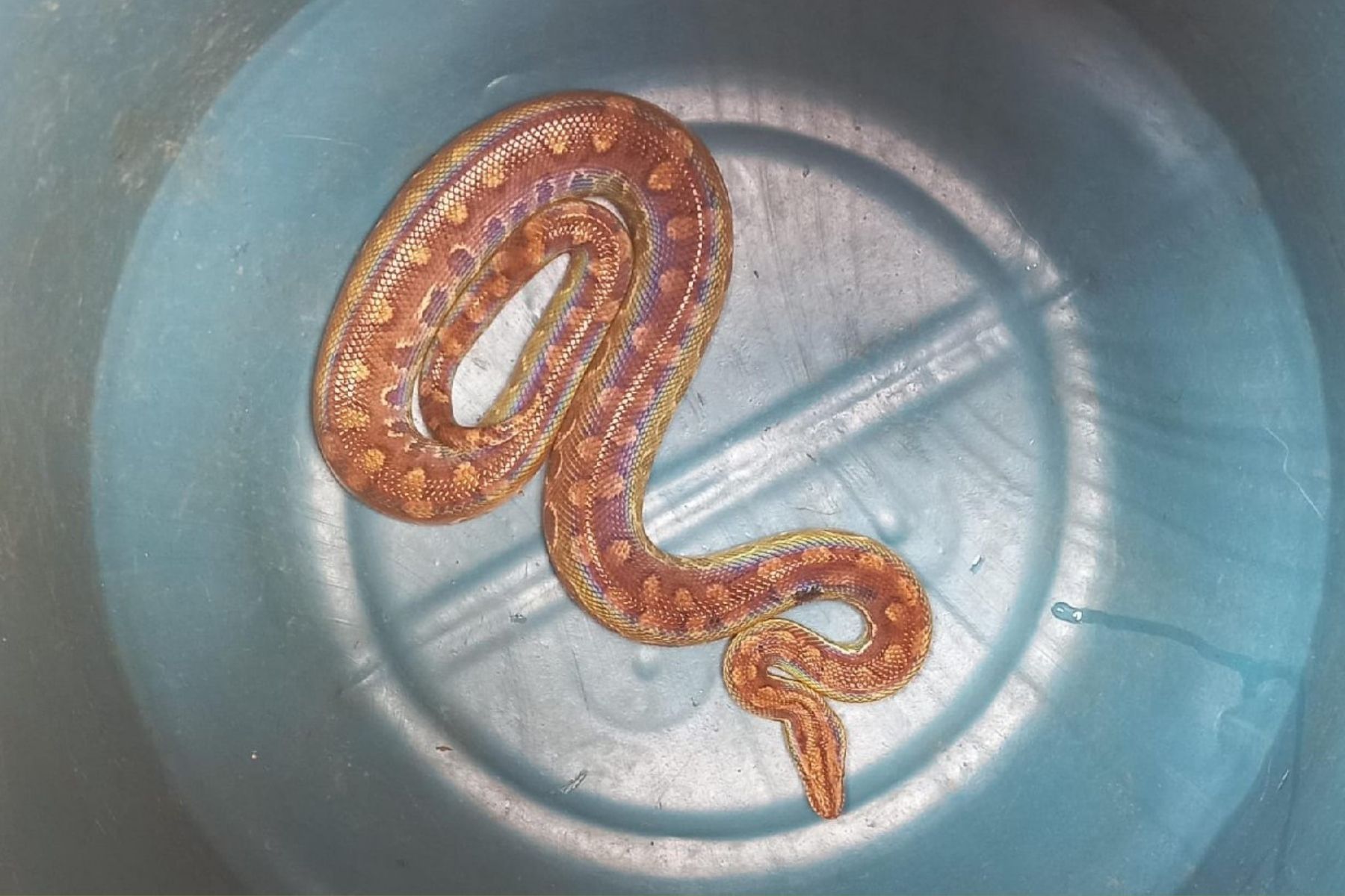 Cobras invadem carros e casas pelo esgoto em busca de abrigo e alimento; saiba prevenir