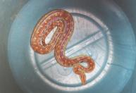 Cobras invadem carros e casas pelo esgoto em busca de abrigo e alimento; saiba prevenir