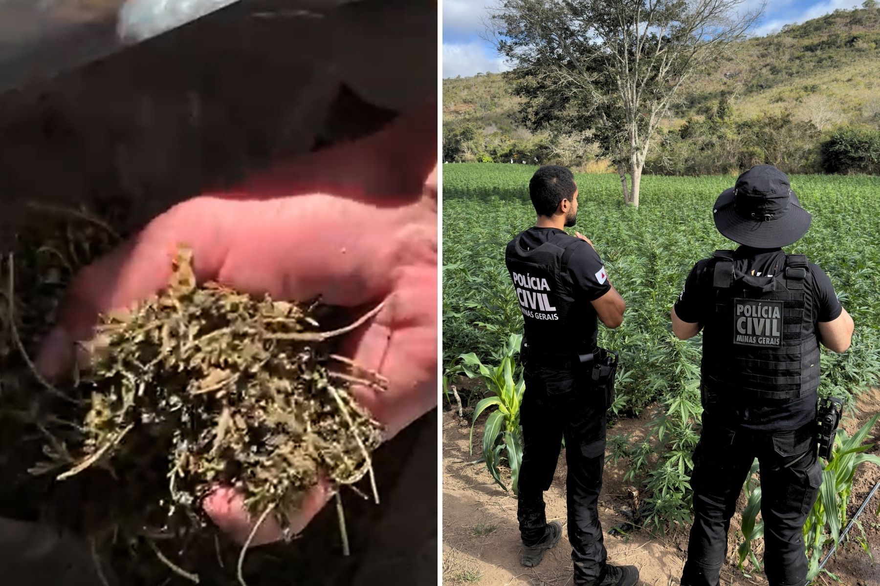 Veja imagens da plantação de quase 40 mil pés de maconha encontrada no interior de MG