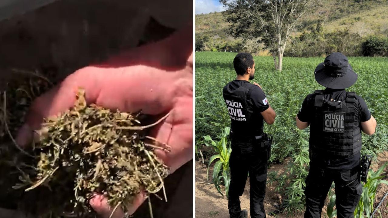 Vídeo: veja o que foi feito com os 60 mil pés de maconha encontrados em MG Vídeo: veja o que foi feito com os 60 mil pés de maconha encontrados em MG