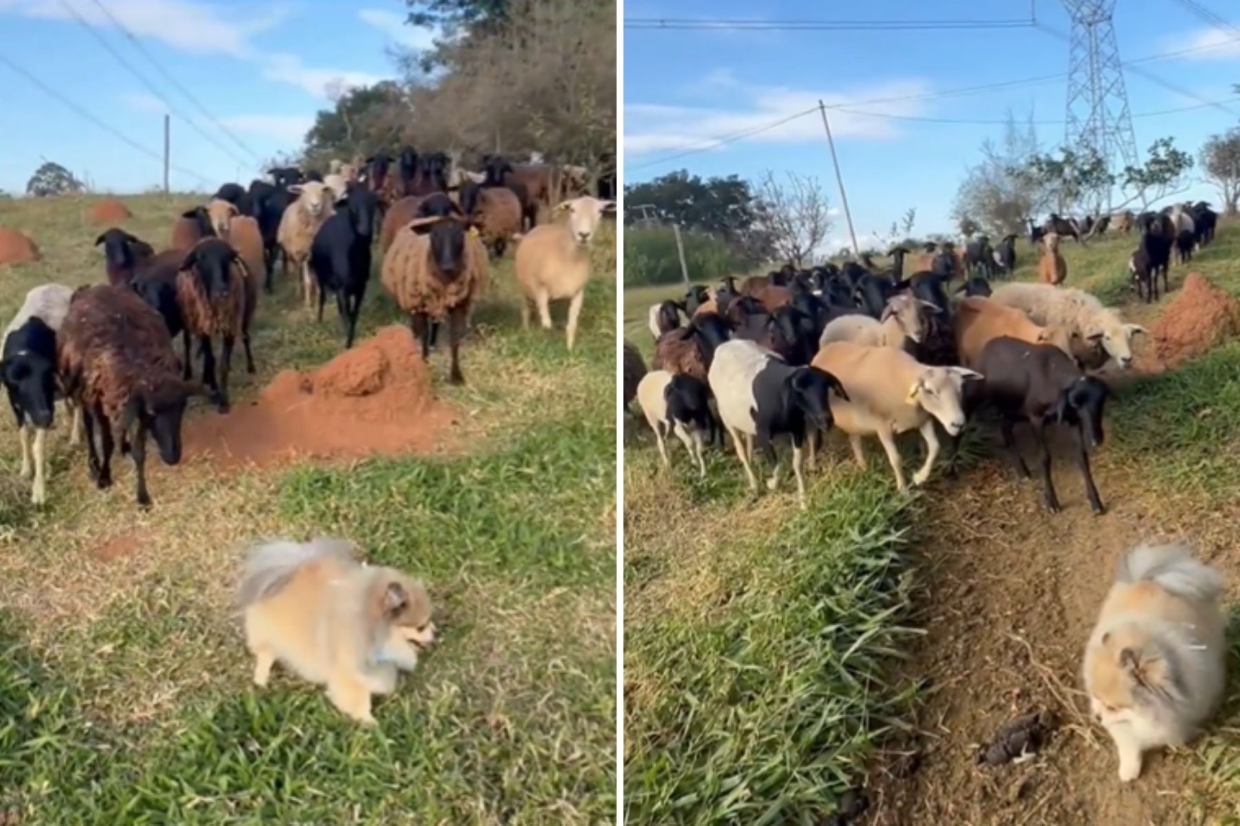 Lulu da Pomerânia vira 'líder' de rebanho de ovelhas em campo; veja vídeo