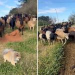 Lulu da Pomerânia vira 'líder' de rebanho de ovelhas em campo; veja vídeo