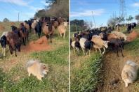 Lulu da Pomerânia vira 'líder' de rebanho de ovelhas em campo; veja vídeo