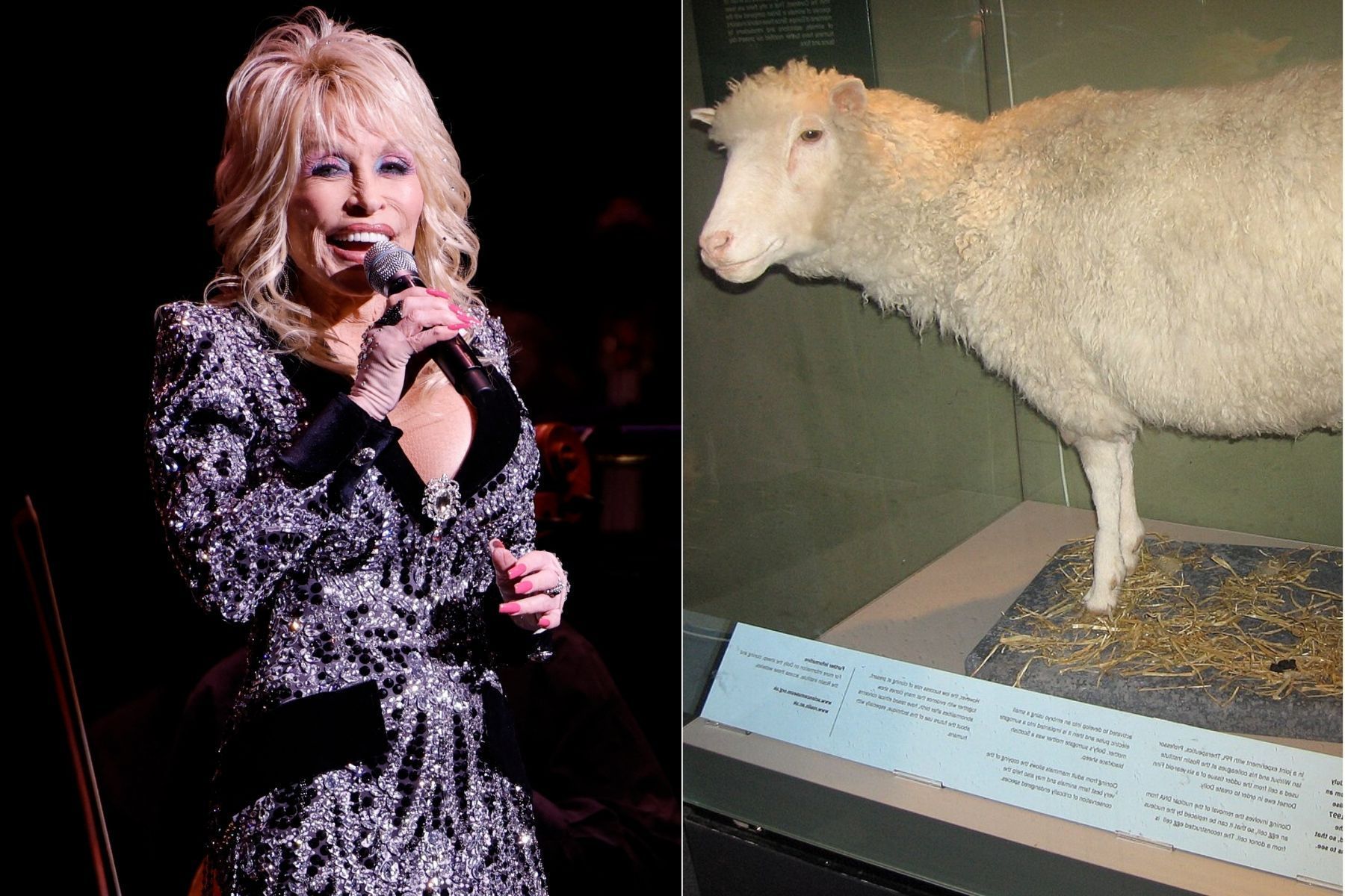 Dolly Parton e ovelha Dolly: entenda a conexão por trás da clonagem histórica