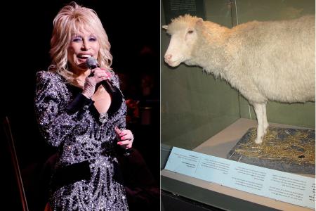 Dolly Parton e ovelha Dolly: entenda a conexão por trás da clonagem histórica