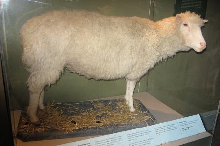 Dolly embalsamada no Museu Real da Escócia, em Edimburgo • Domínio público