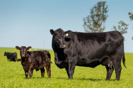 Vendas de sêmen Angus sobem 19,5% no 1º semestre e superam média do setor de corte