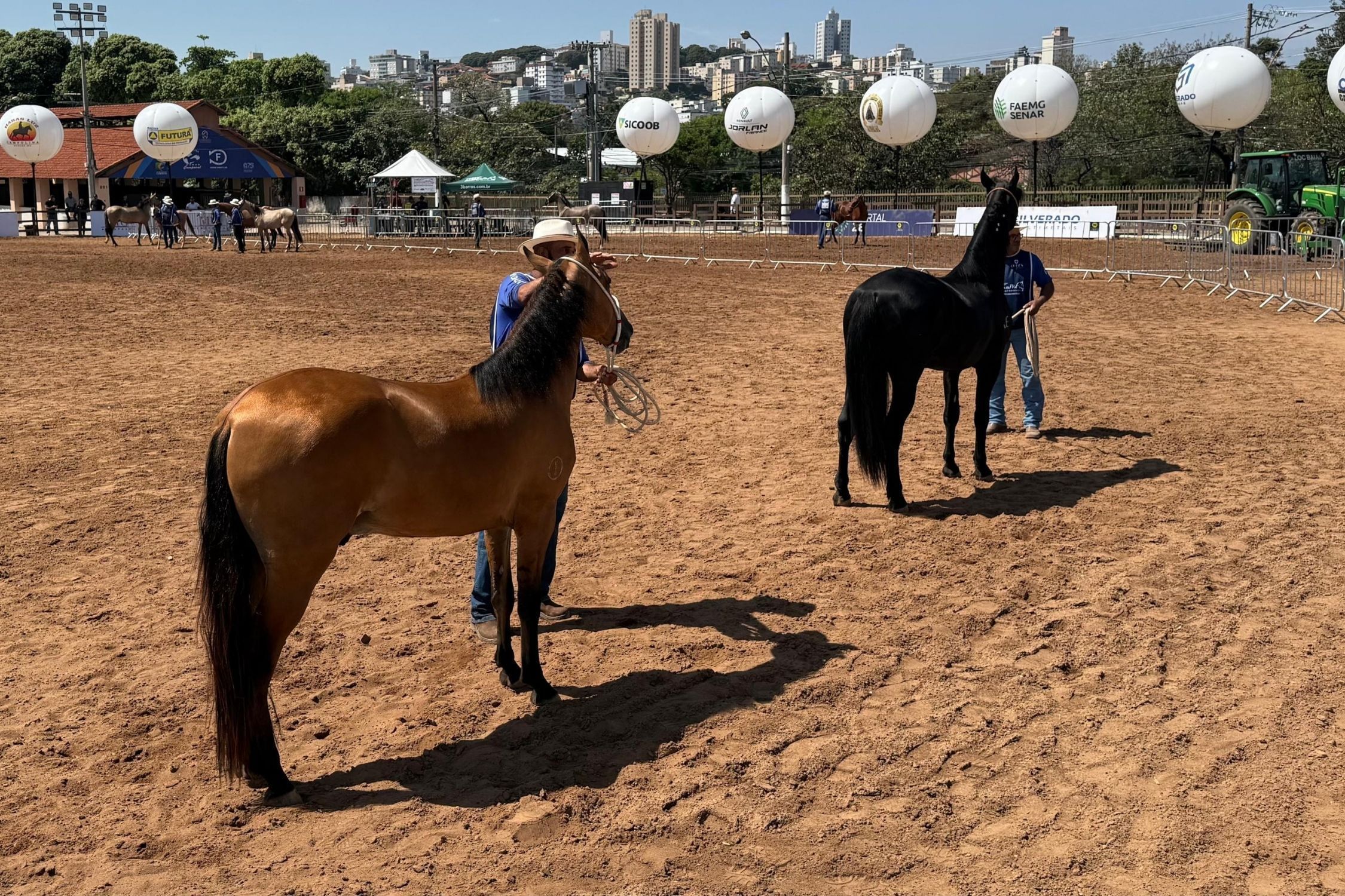 Cavalo Campolina celebra 75 anos na Nacional em BH com recorde e lazer em família