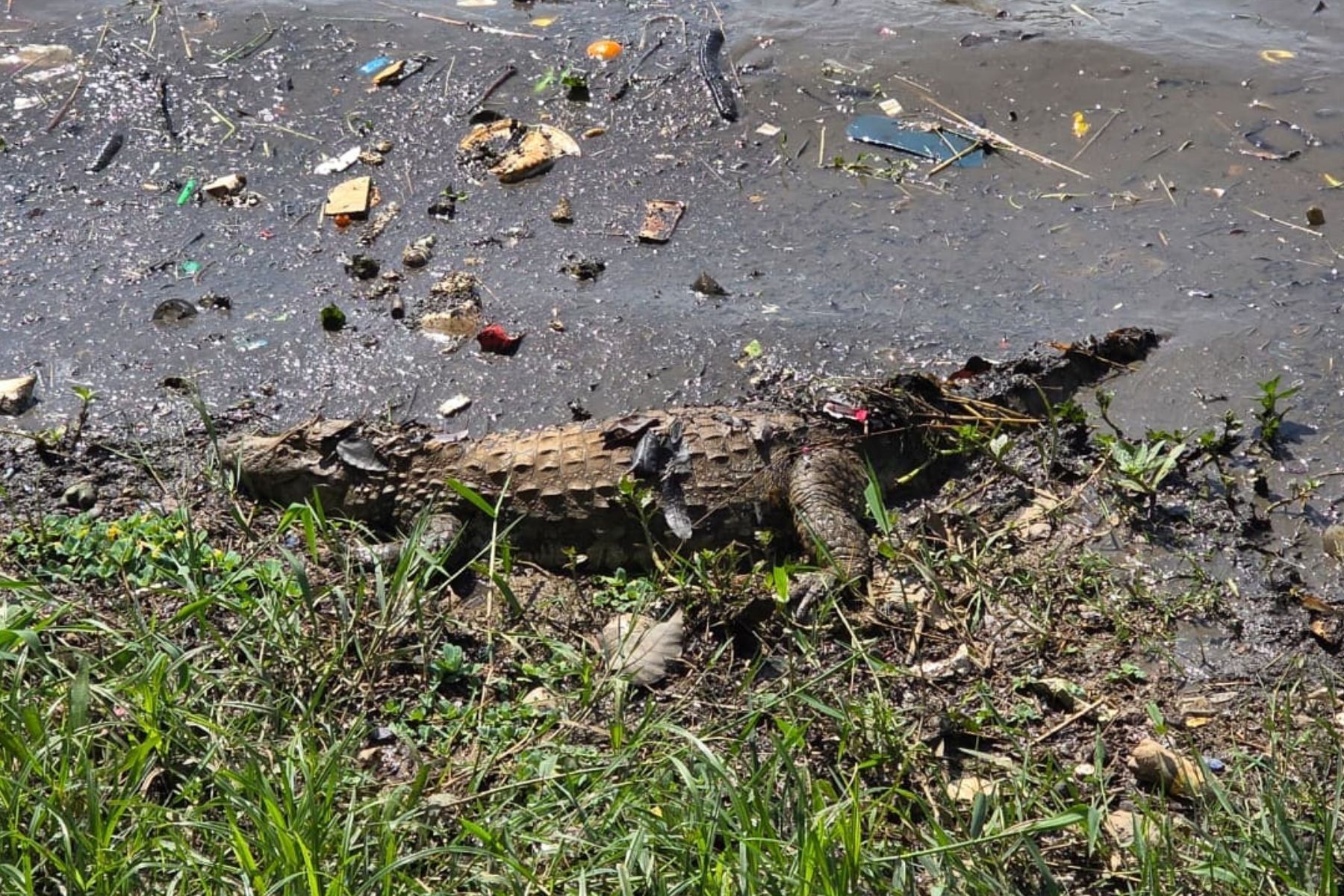 Jacaré de dois metros é flagrado na Lagoa da Pampulha após tempestade