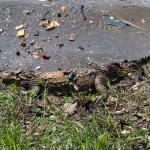 Vídeo: jacaré de dois metros é flagrado na Lagoa da Pampulha após tempestade