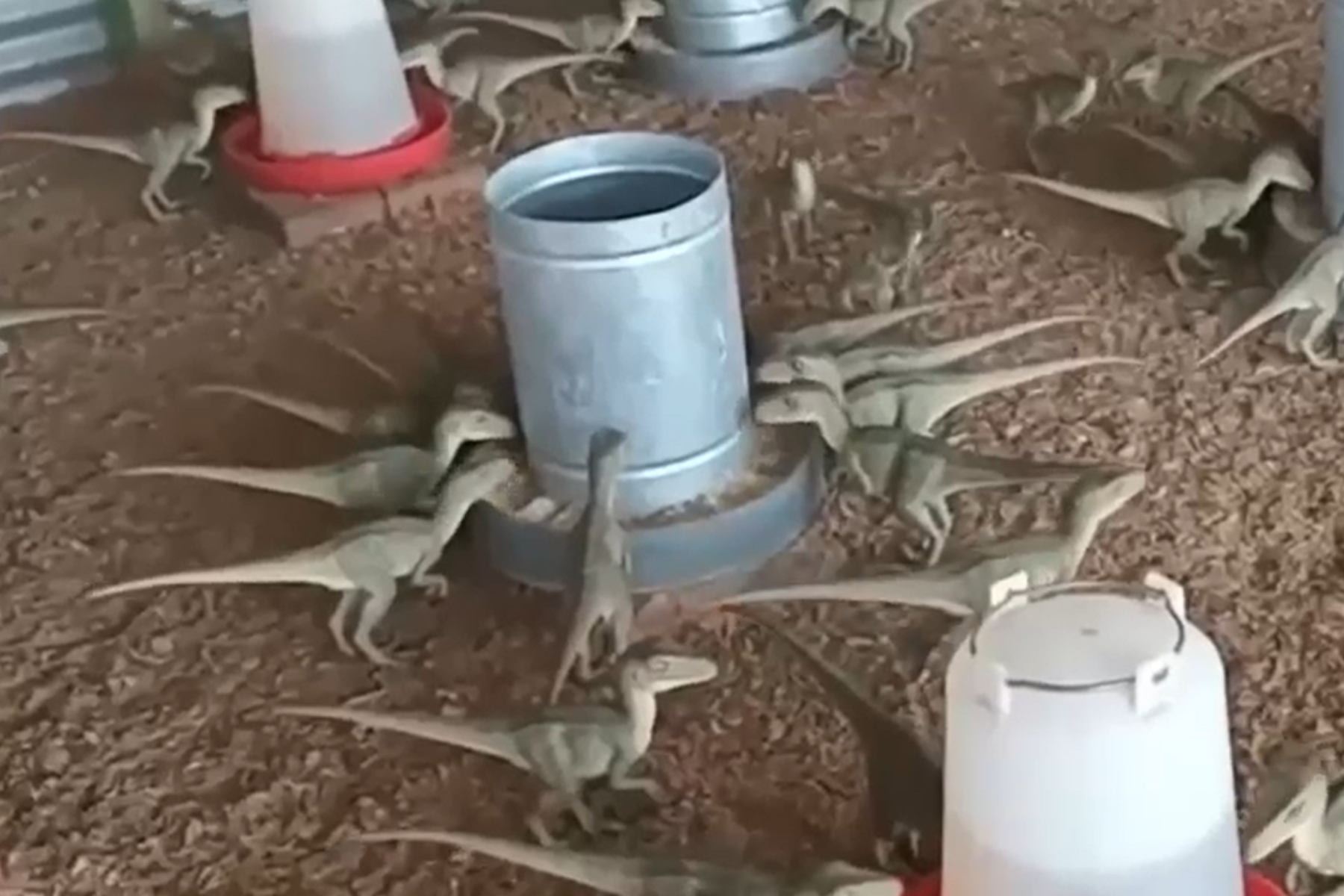 Homem acredita em anúncio na web e quase compra 'mini dinossauros' por R$500 em MG; veja vídeo