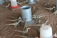 Homem acredita em anúncio na web e quase compra 'mini dinossauros' por R$500 em MG; veja vídeo