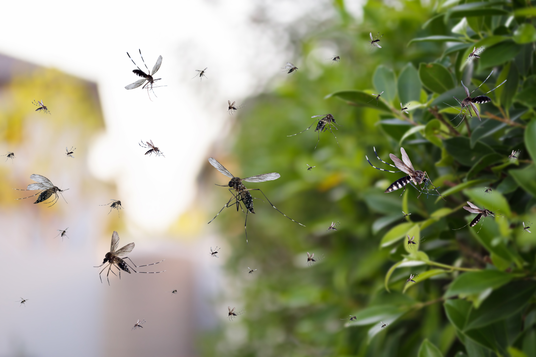 Adeus mosquitos, aparelho promete caçar e eliminar insetos no ar usando tecnologia, laser e IA