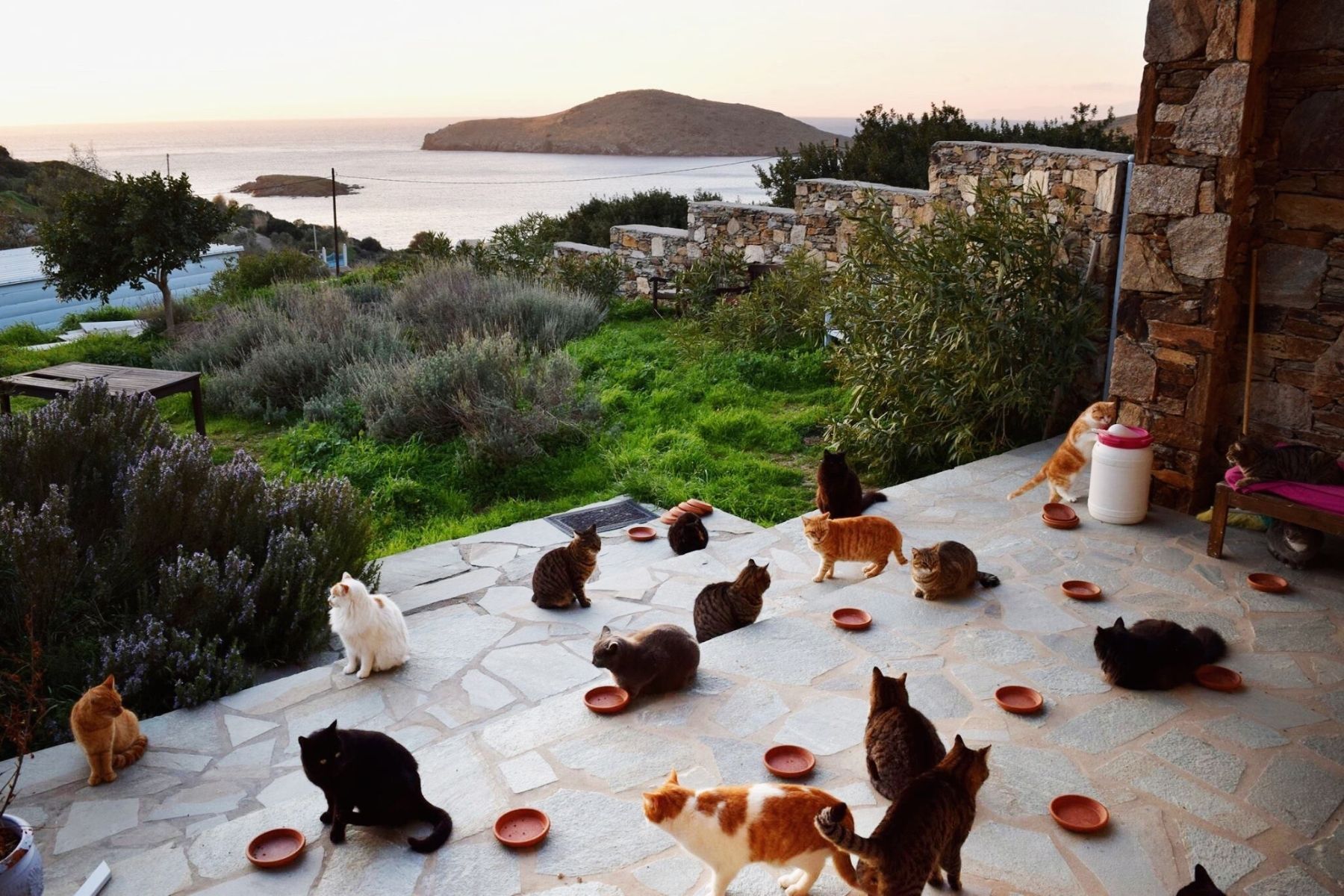 Voluntários para cuidar de gatos na Grécia: veja iniciativa que oferece moradia e alimentação