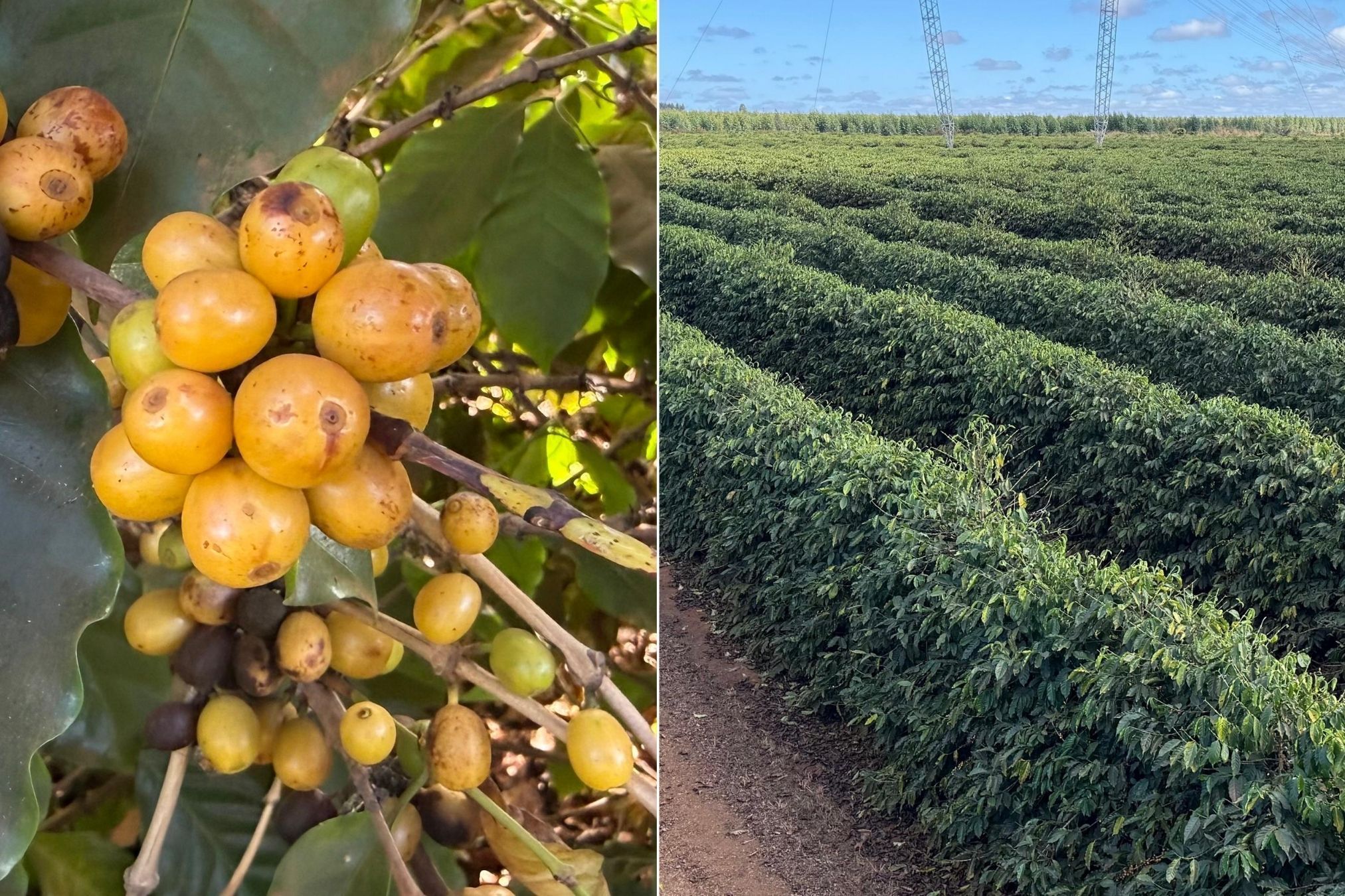 Tradição e tecnologia impulsionam produção de café especial no Vale do Jequitinhonha