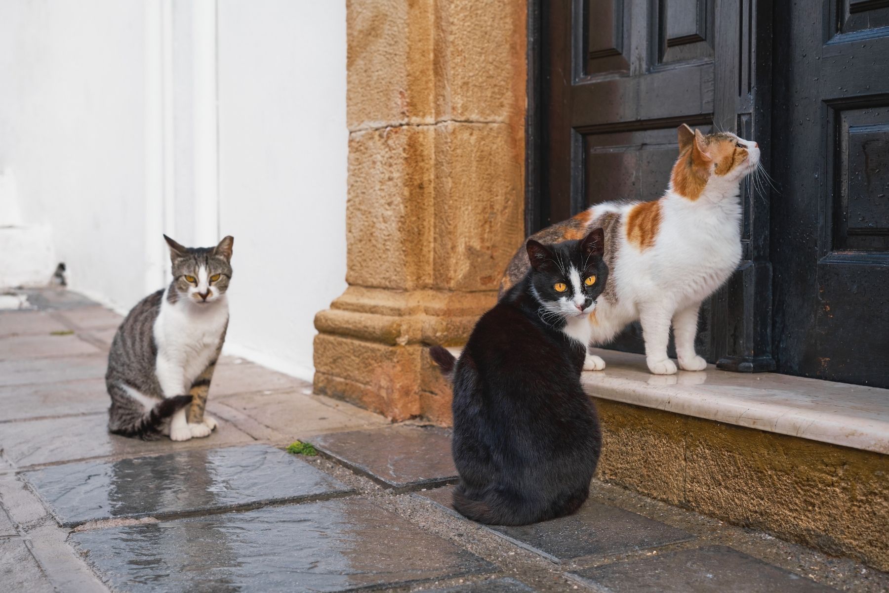 Gestora de colônias de gatos: “Ajudar os gatos de rua é dar-lhes tranquilidade de vida"