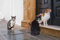 Gestora de colônias de gatos: “Ajudar os gatos de rua é dar-lhes tranquilidade de vida"
