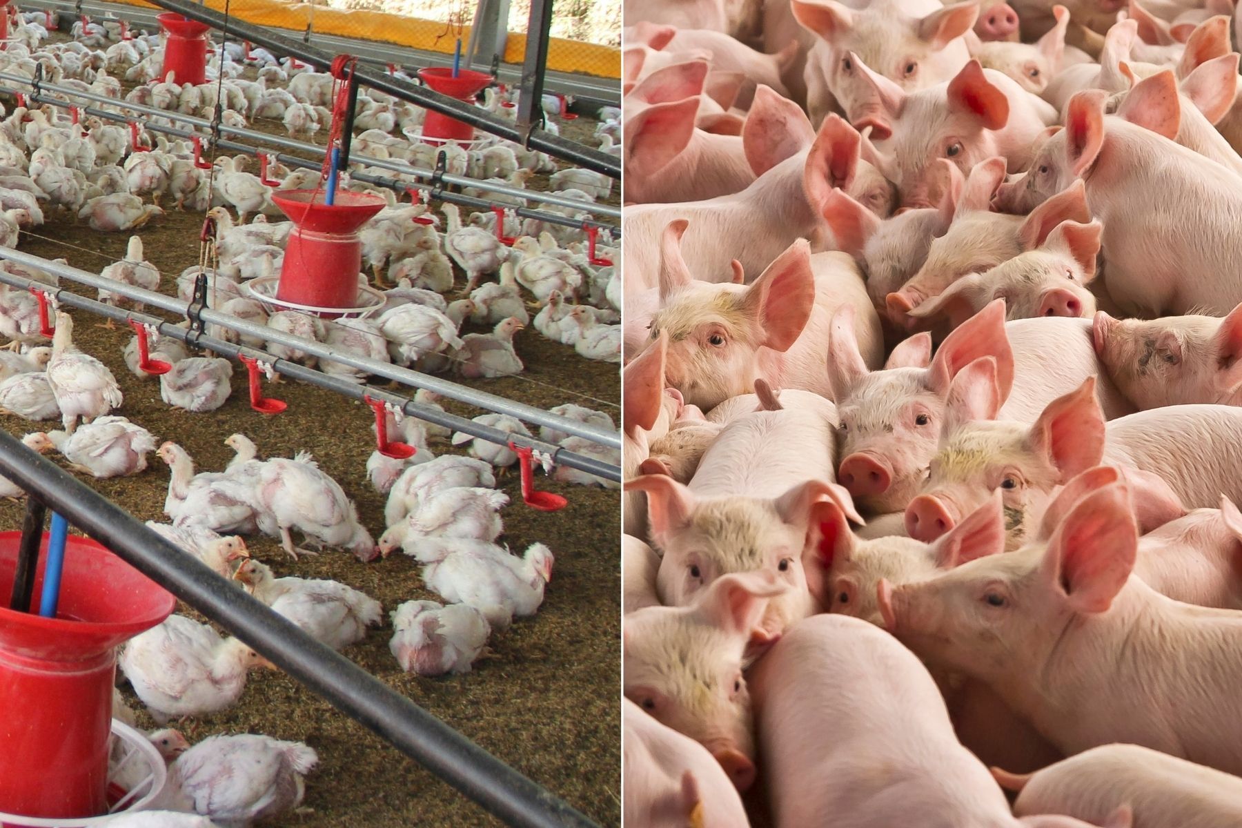 Custos de produção de frangos e suínos sobem em julho nos principais estados produtores