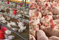 Custos de produção de frangos e suínos sobem em julho nos principais estados produtores