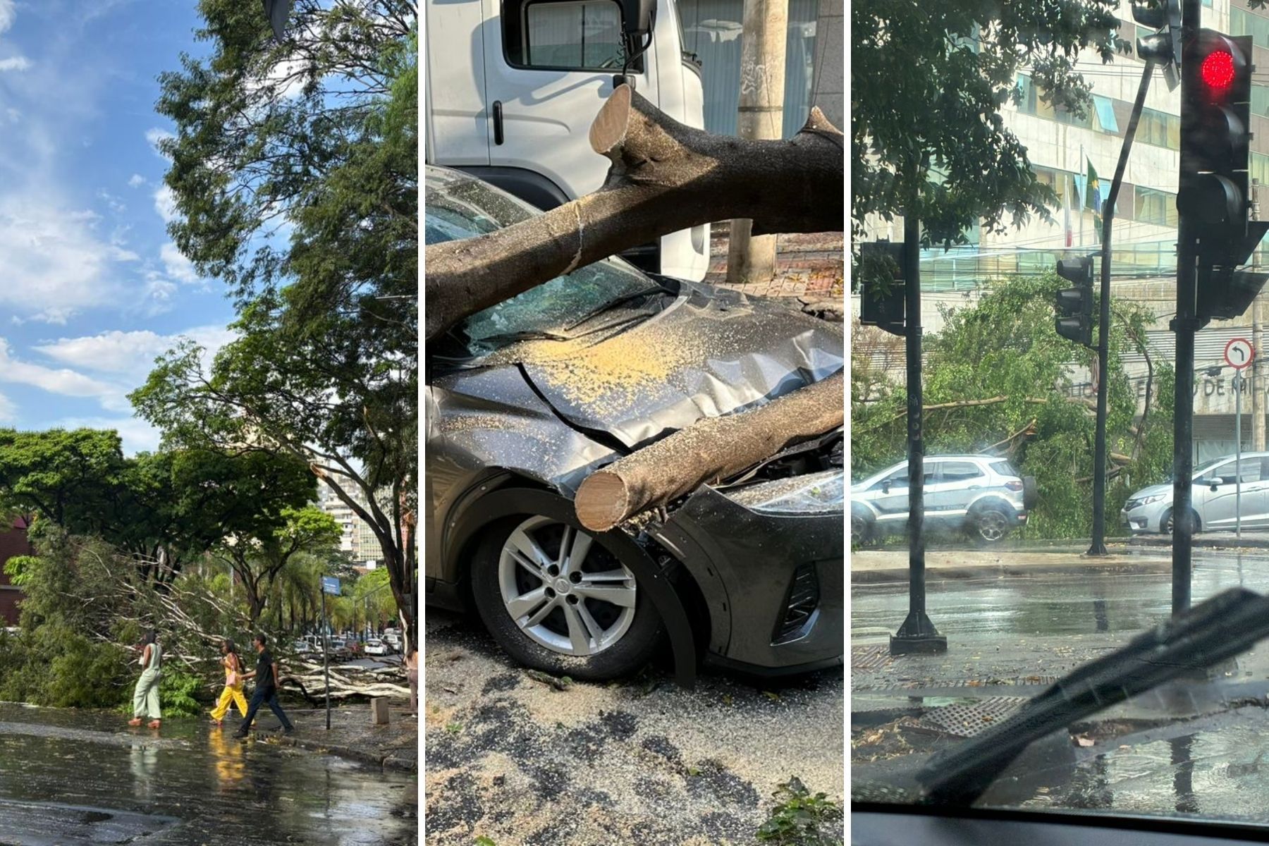 BH registra 22 ocorrências de queda de árvores após chuva neste domingo (30)