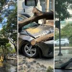 BH registra 22 ocorrências de queda de árvores após chuva neste domingo (30)