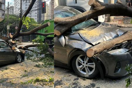 Após chuvas, árvore atinge carro em BH • Itatiaia