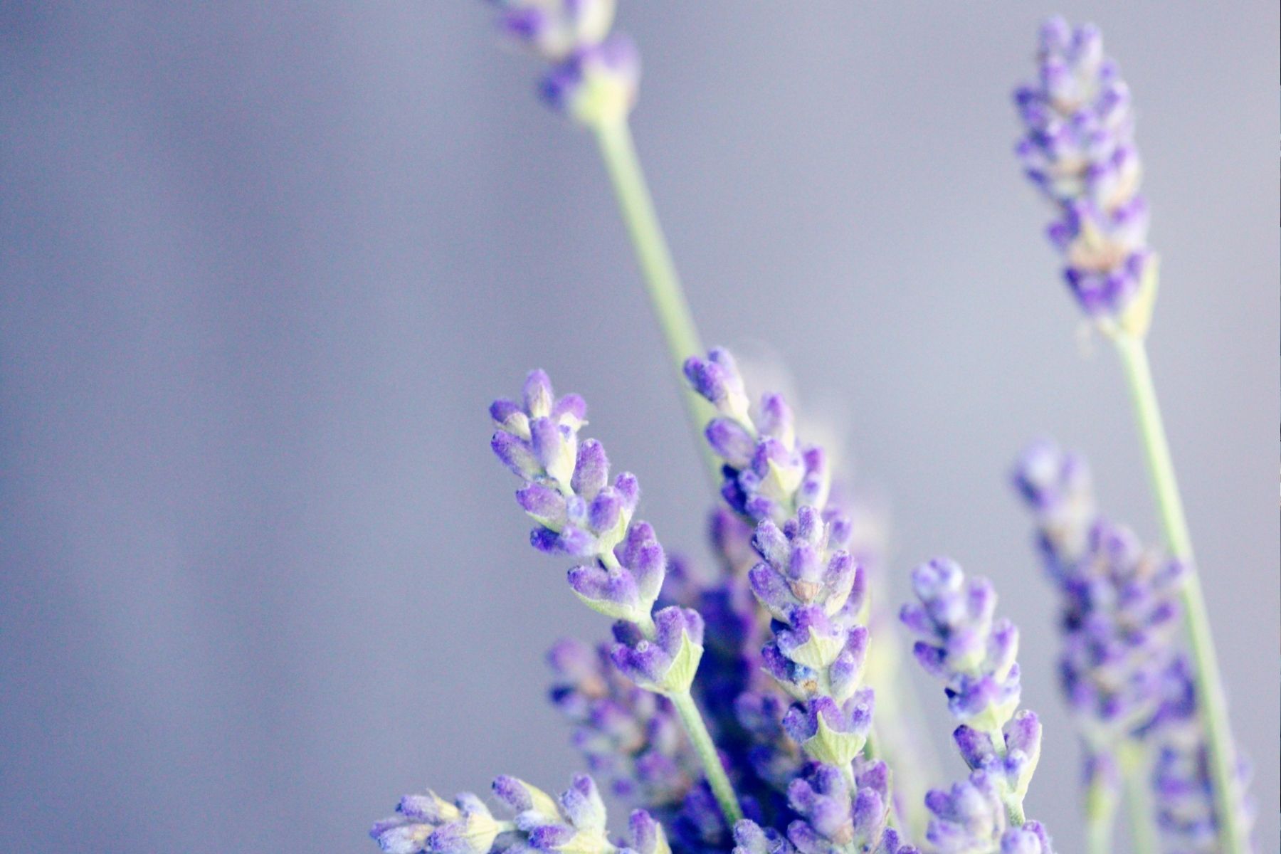 Sua lavanda não dá flores? Você pode estar cometendo um erro comum