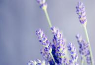 Sua lavanda não dá flores? Você pode estar cometendo um erro comum
