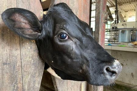 Embrapa descobre nova bactéria e avança no combate ao 'mal do olho' em bovinos