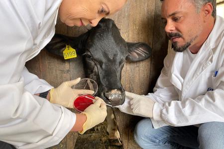 Utilizam-se suábes estéreis na coleta de material biológico, que posteriormente são isolados para a identificação das bactérias presentes nas cavidades ocular e nasal • Luísa Berg/ Embrapa