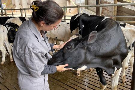 Pesquisadora Emanuelle Gaspar com um animal infectado com ceratoconjuntivite infecciosa bovina • Luísa Berg/ Embrapa