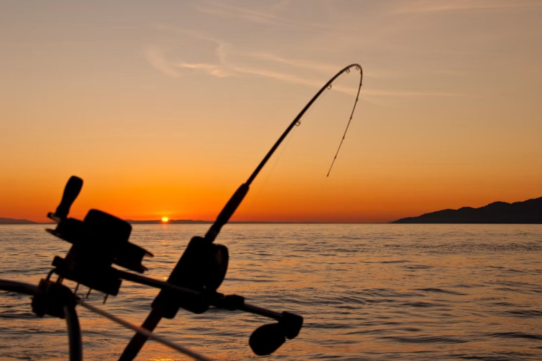 Um pescador alemão liberou peixes siluros no Ebro em 1974 e mudou os rios da Espanha