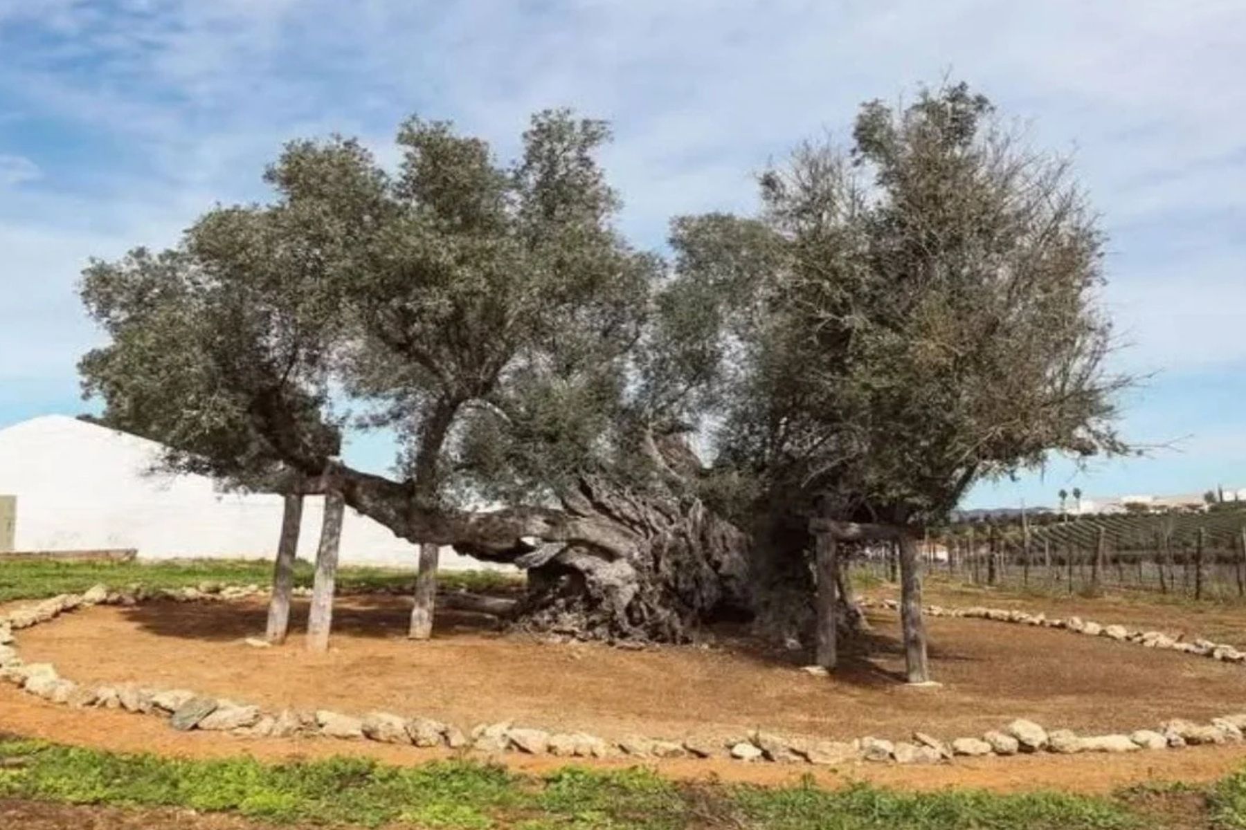 Esta oliveira tem mais de 3.700 anos e ainda produz azeitonas em Portugal