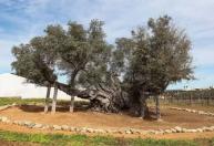 Esta oliveira tem mais de 3.700 anos e ainda produz azeitonas em Portugal