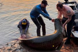 Pescador fisga pirarucu de 2,45 metros em caiaque no MT após viagem de 5 mil km