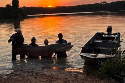 Pescador fisga pirarucu de 2,45 metros em caiaque no MT após viagem de 5 mil km