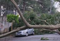 Gabinete de Crise é criado diante possibilidade de rajadas de vento de até 100 km/h em SP