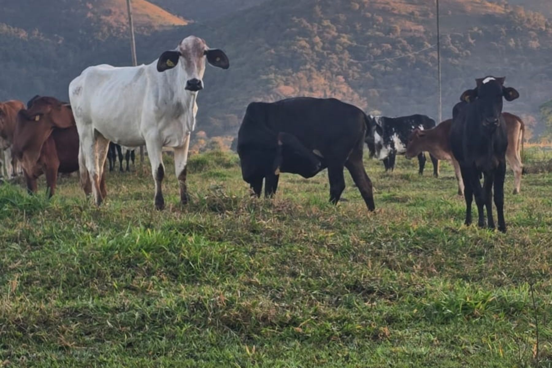 PCMG faz operação contra furto de gado e cumpre mandados de prisão