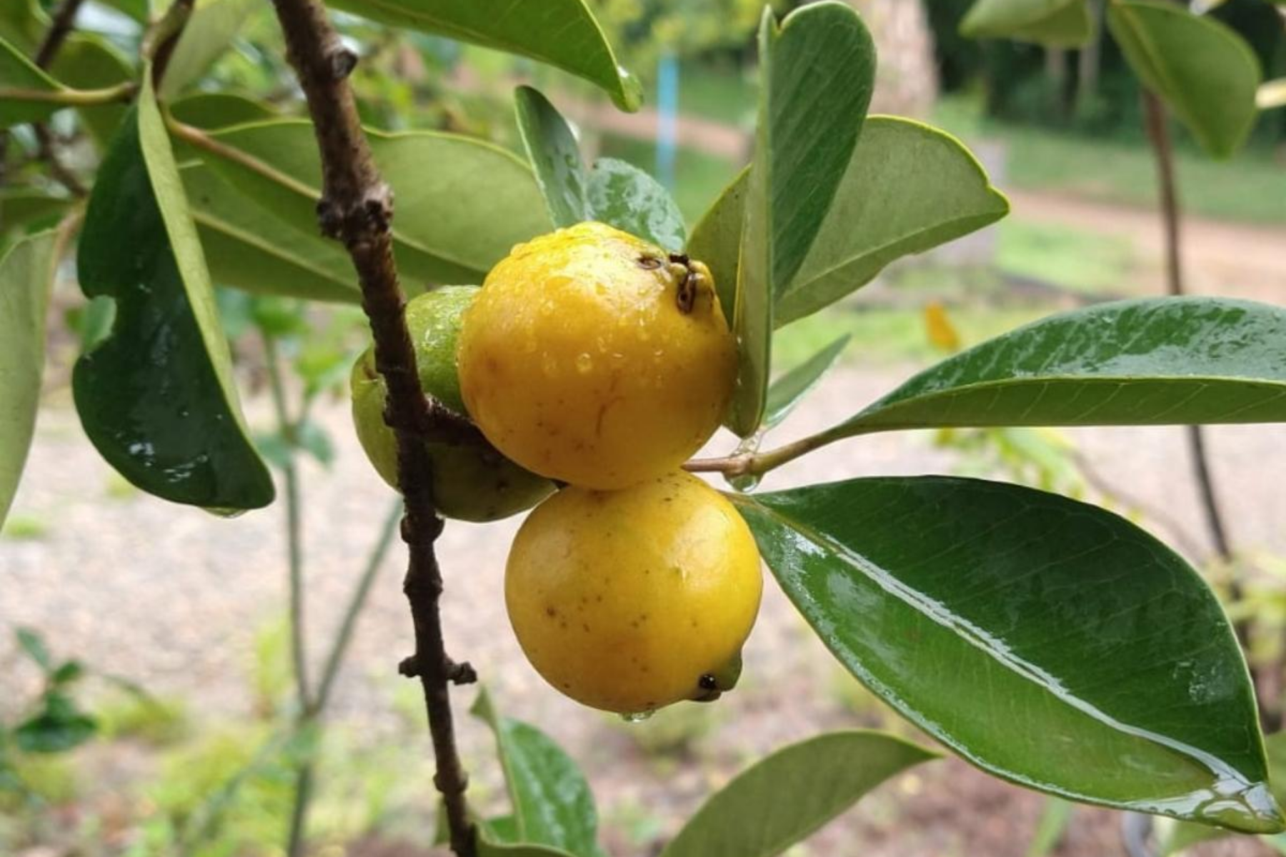 Adeus, goiaba: essa fruta nativa amarela tem sabor de doce com queijo e atrai passarinhos