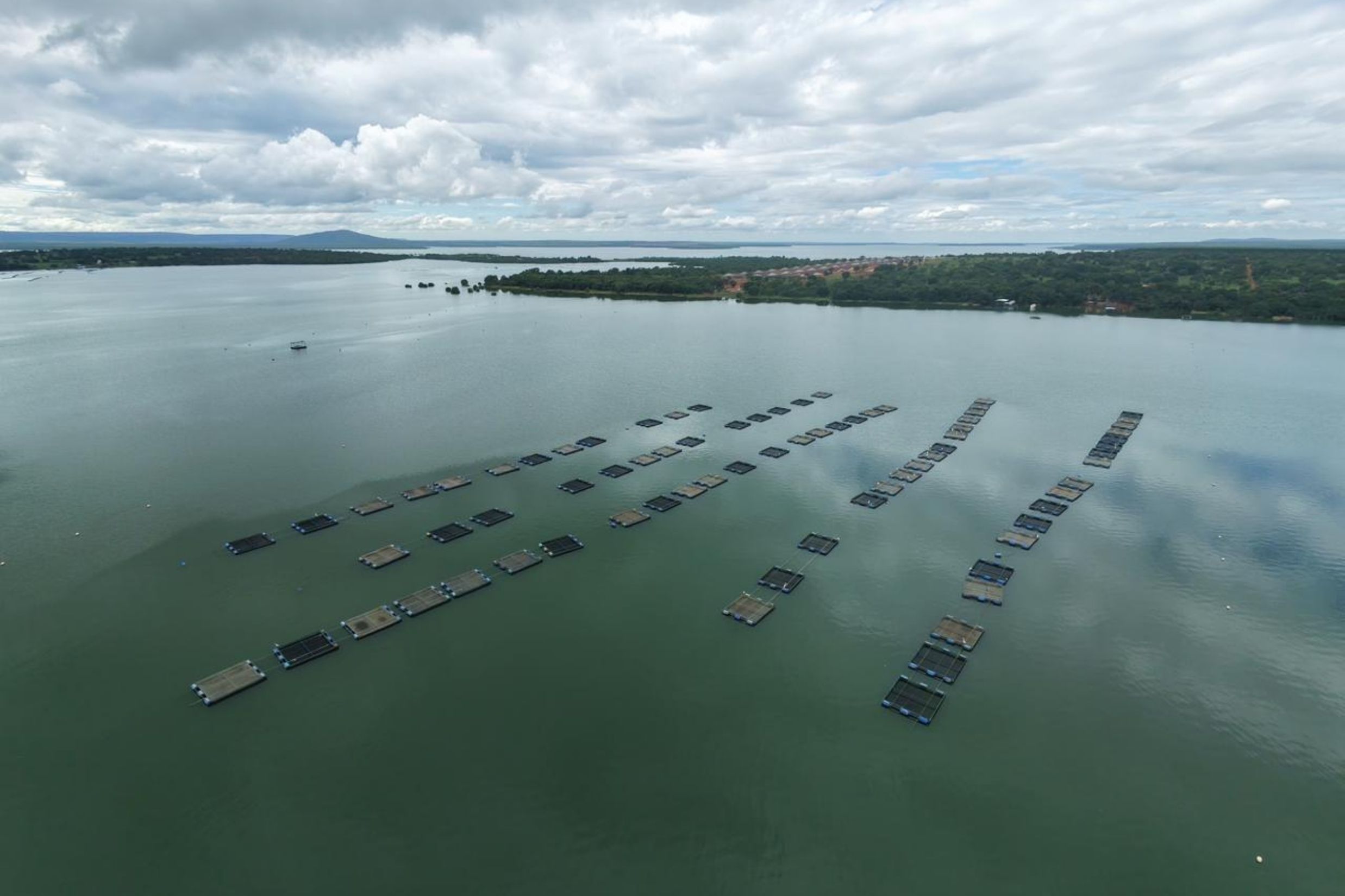 Top 3 na produção de peixes, Minas mobiliza aumento do consumo interno