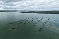 Top 3 na produção de peixes, Minas mobiliza aumento do consumo interno